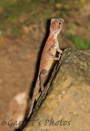 Brown-patched Kangaroo lizard (Otocryptis wiegmanni)