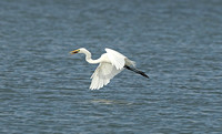 American Great White Egret (Adult Summer)