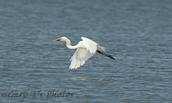 American Great White Egret (Adult Summer)