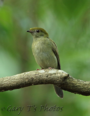 Araripe Manakin (Female)