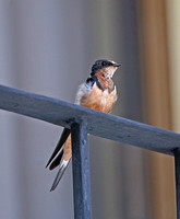 American Barn Swallow (1st Summer)