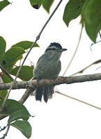 Bahia Antwren (Male)