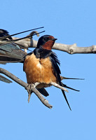Barn Swallow (Adult-form transitiva)
