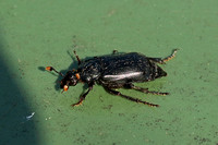Black Sexton Beetle (Nicrophorus humator)