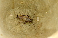 Cockroach sp.