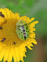 Fleabane Tortoise Beetle (Cassida murraea)