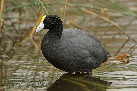Andean (Slate-coloured) Coot (Adult)