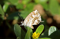 Butterfly-Geranium Bronze