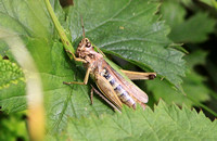 Common Green Grasshopper (Female)