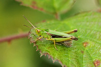 Common Green Grasshopper (Female)