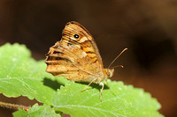 Butterfly-Speckled Wood (ssp. aegeria)
