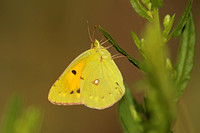 Butterfly-Clouded Yellow
