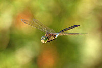 Dragonfly-Lesser Emperor (Male)