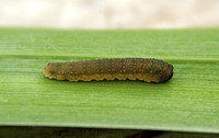 Sawfly - Iris Sawfly (Rhadinoceraea micans)