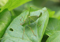 Speckled Bush Cricket (Female)