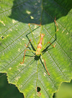 Speckled Bush Cricket (Male)