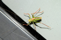 Speckled Bush Cricket (Male)