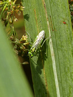 Sawfly - Green Sawfly (Rhogogaster viridis)