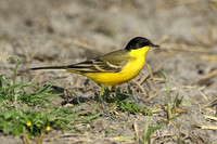 Black-headed Wagtail (Male)