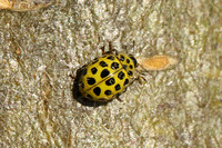 22-spot Ladybird (Thea 22-punctata)