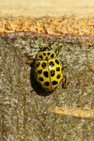 22-spot Ladybird (Thea 22-punctata)