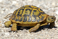 Hermann's Tortoise (Testudo hermanni)