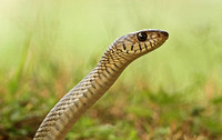 Rat Snake ((Ptyas mucosa))