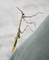 Preying Mantis