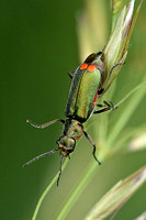 Common Malachite Beetle (Malachius bipustulatus)