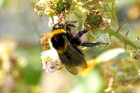 White-tailed Bumblebee (Bombus lucorum - Male)