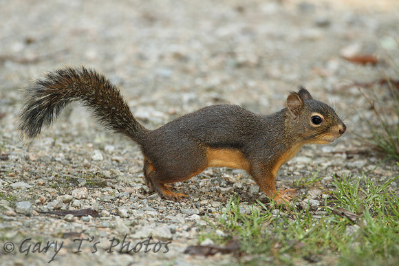 Douglas Squirrel (Tamiasciurus douglasii)
