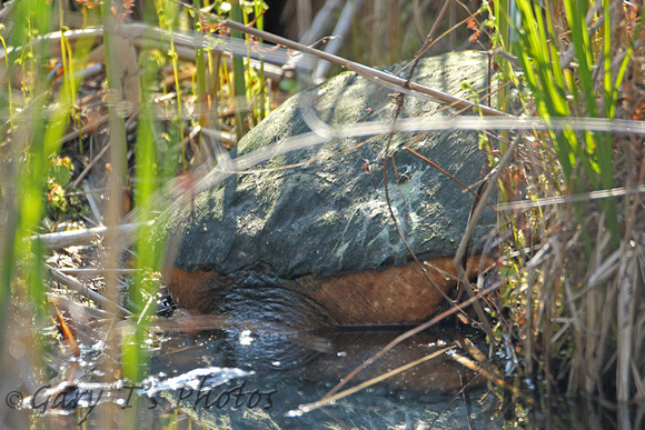 Snapping Turtle  (Chelydra serpentina)