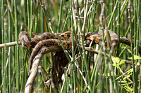 Eastern Fox Snake  (Pantherophis gloydi)
