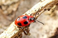 False Ladybird (Endomychus coccineus)