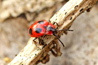 False Ladybird (Endomychus coccineus)