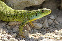 Balkan Green Lizard (Lacerta trilineata-Female)