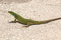 Balkan Green Lizard (Lacerta trilineata-Female)