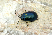 Bloody-nosed Beetle (Timarcha tenebricosa)