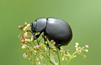 Bloody-nosed Beetle (Timarcha tenebricosa)