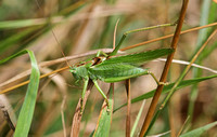 Great Green Bush Cricket (Male)