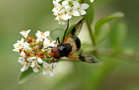 Great Pied Hoverfly (Volucella pelluscens-Female)
