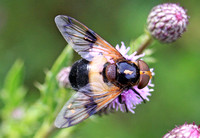 Great Pied Hoverfly (Volucella pelluscens)