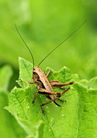 Dark Bush Cricket (Immature Female)