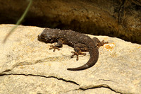 Moorish Gecko (Tarentola mauritanica)