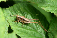 Dark Bush Cricket (Male)