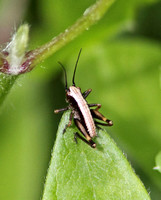 Dark Bush Cricket (Immature Male)