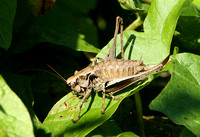 Dark Bush Cricket (Female)