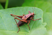 Dark Bush Cricket (Male)