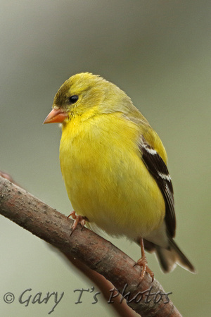 American Goldfinch (Female)