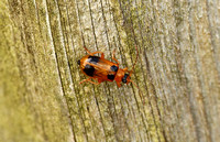 Skullcap Leaf Beetle (Phyllobrotica quadrimaculata)